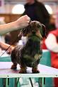 Crufts2011_2 1164